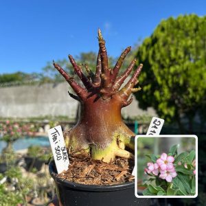 2110 05 Arabicum Vitrine Thai Soco Black