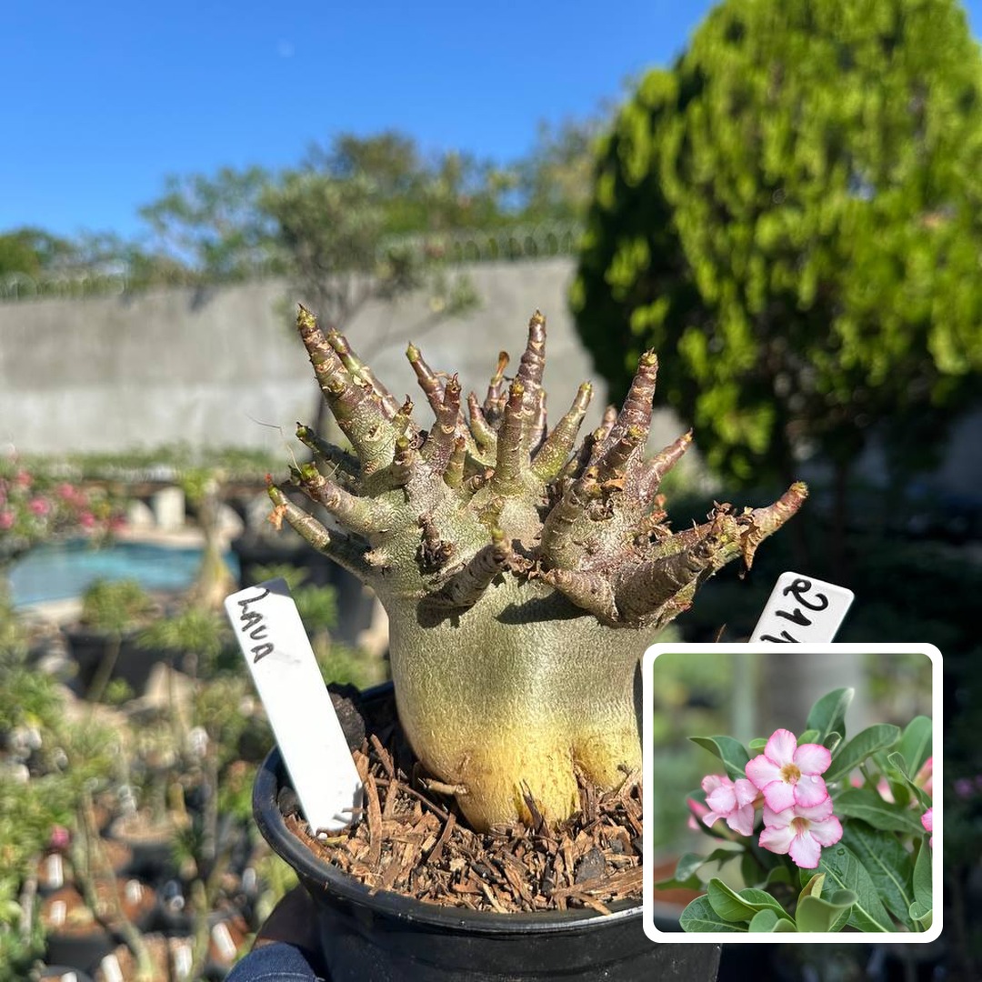 2110 10 Arabicum Vitrine Lava