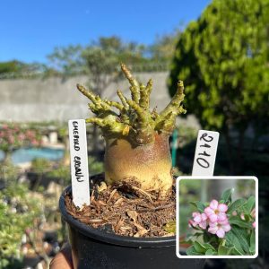 2110 14 Arabicum Vitrine Emerald Crown