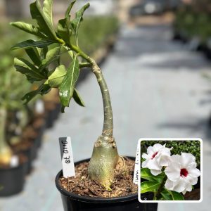 2110 77 Rosa do Deserto Lucky White