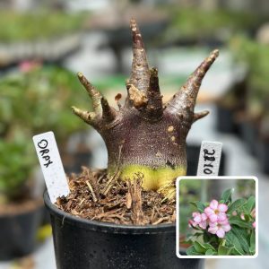 2210 01 Arabicum Drax F3