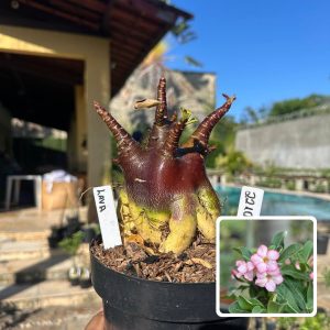 2210 01 Arabicum Vitrine Lava