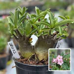2210 02 Arabicum Drako F3