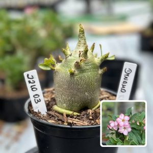 2210 03 Arabicum Dynamo F3