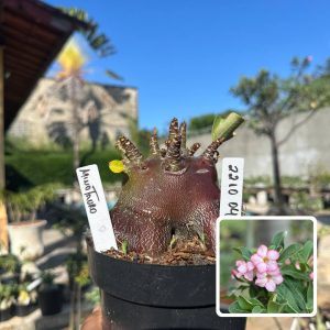 2210 04 Arabicum Vitrine Minotauro