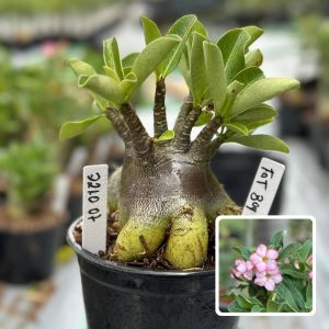 2210 07 Arabicum Fat boy F3