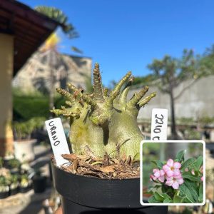 2210 07 Arabicum Vitrine Urano