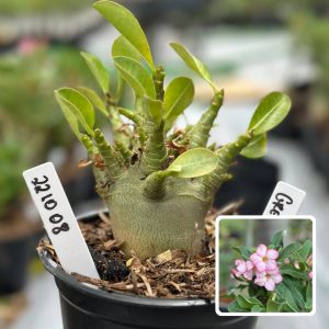 2210 08 Arabicum Green Pod F3