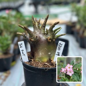 2210 09 Arabicum Big Foot F3