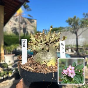 2210 10 Arabicum Vitrine Popeye