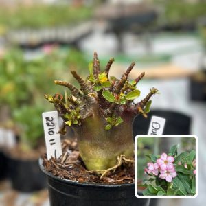 2210 11 Arabicum Dobby F3