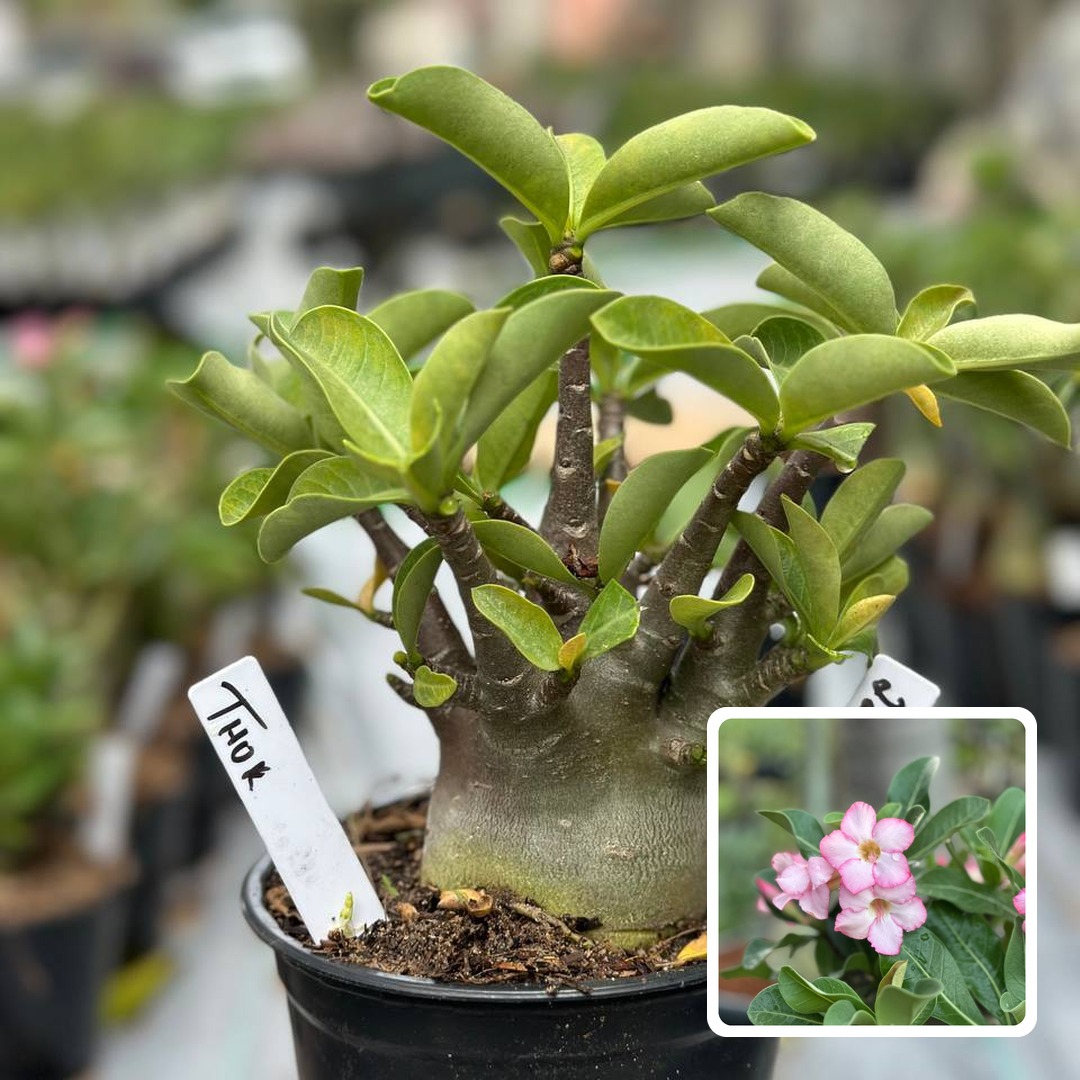 2210 12 Arabicum Thor F3