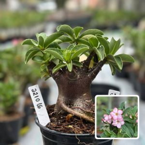 2210 16 Arabicum Júpiter F3