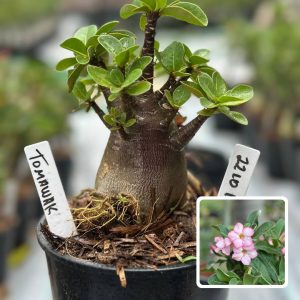 2210 17 Arabicum Tomahawk F3