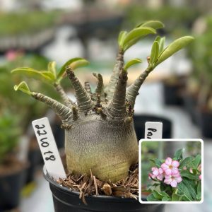 2210 18 Arabicum Panzer F3