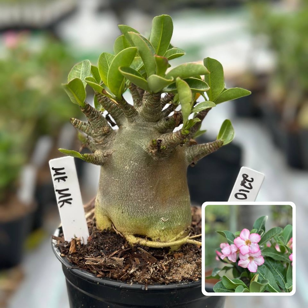 2210 19 Arabicum MK Mk F3