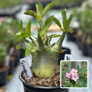 2210 21 Arabicum Tomahawk F3