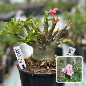 2210 23 Arabicum Loki F3