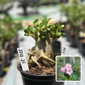 2210 25 Arabicum Nix F3
