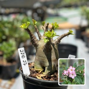 2210 27 Arabicum Colossus F3