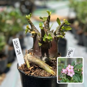 2210 29 Arabicum Brutos F3
