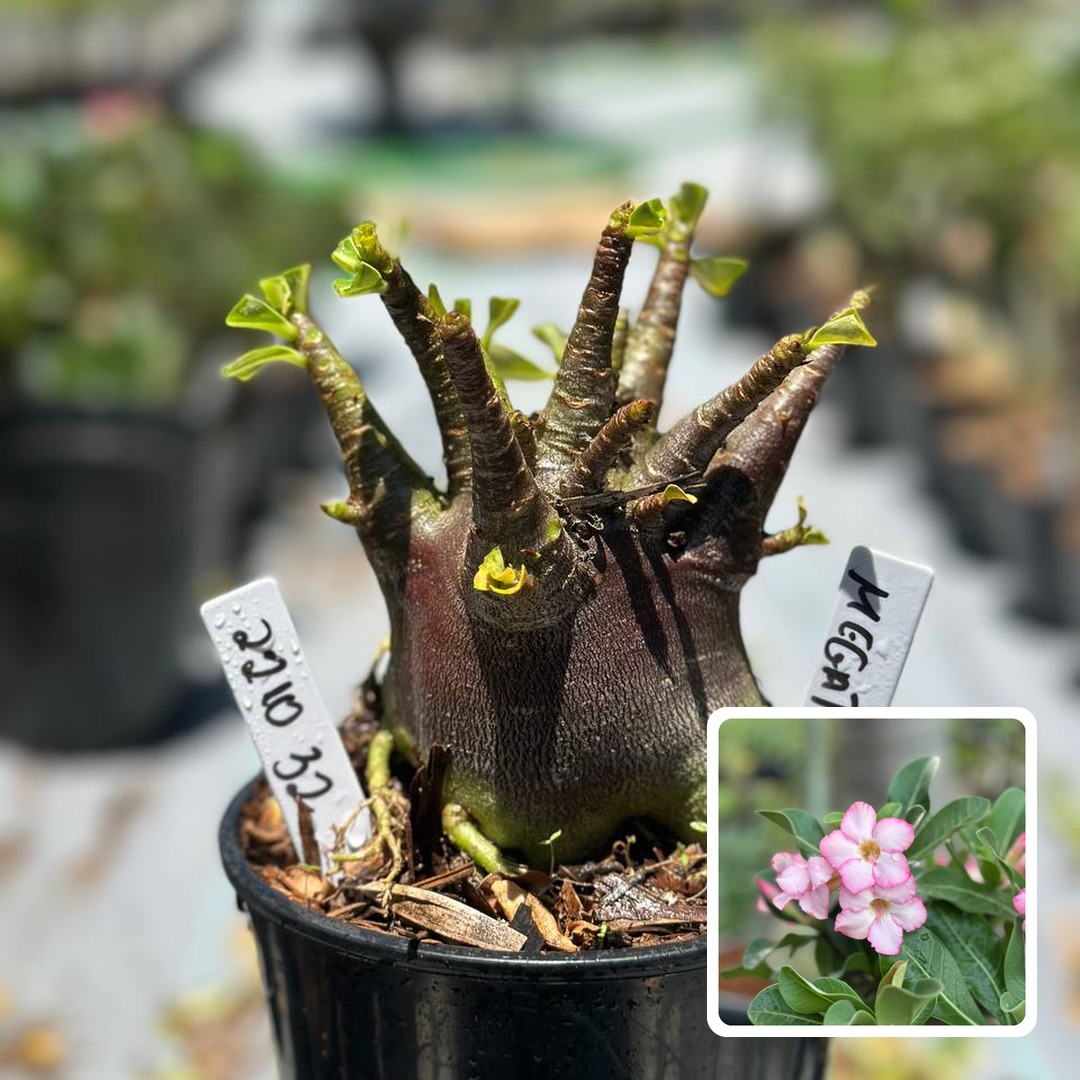2210 32 Arabicum Megatron F3