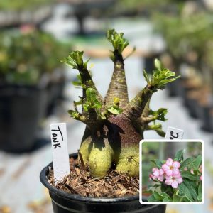2210 34 Arabicum Tank F3