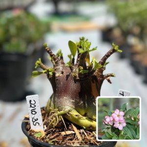 2210 35 Arabicum T Rex F3