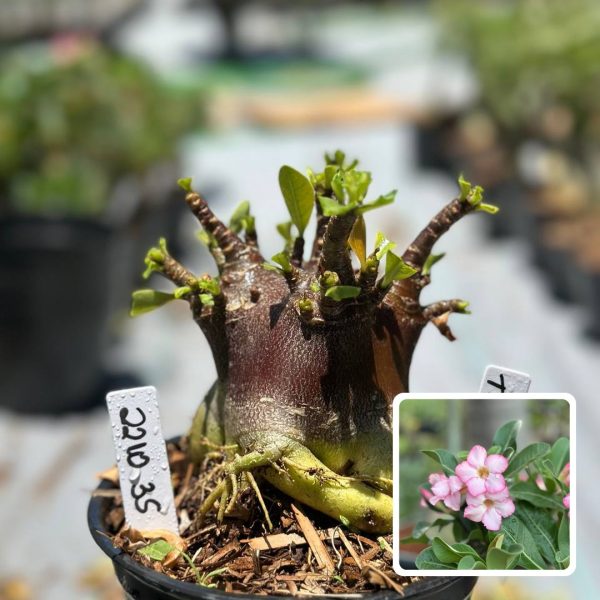 Arabicum T Rex F3