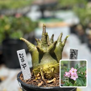 2210 37 Arabicum Tiranossauro F3