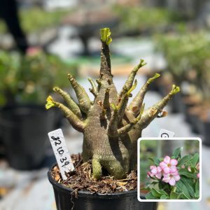 2210 39 Arabicum Dwarf F3