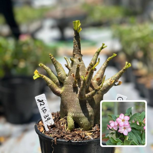 Arabicum Dwarf F3