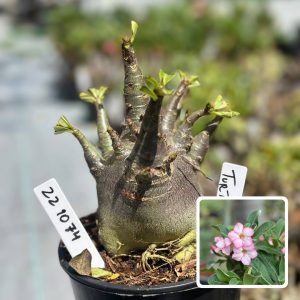 2210 53 Arabicum Turtle F3
