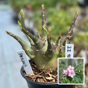 2210 55 Arabicum Maximos F3