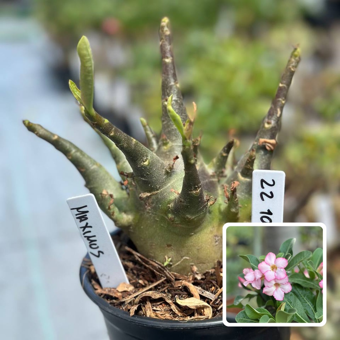 2210 55 Arabicum Maximos F3