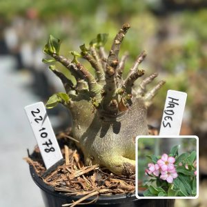 2210 57 Arabicum Hades F3
