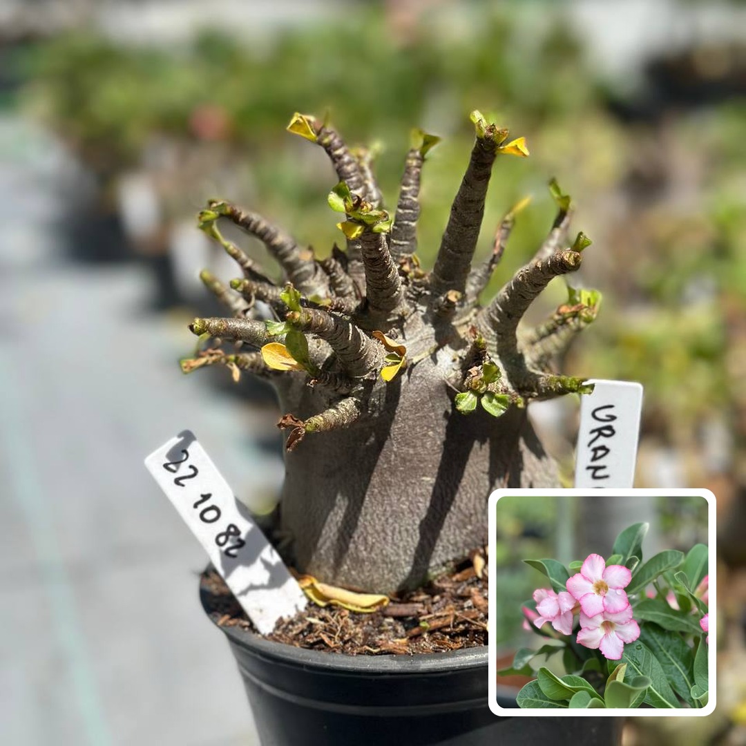 2210 61 Arabicum Urano F3