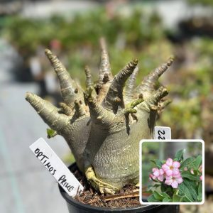 2210 62 Arabicum Optimus Prime F3