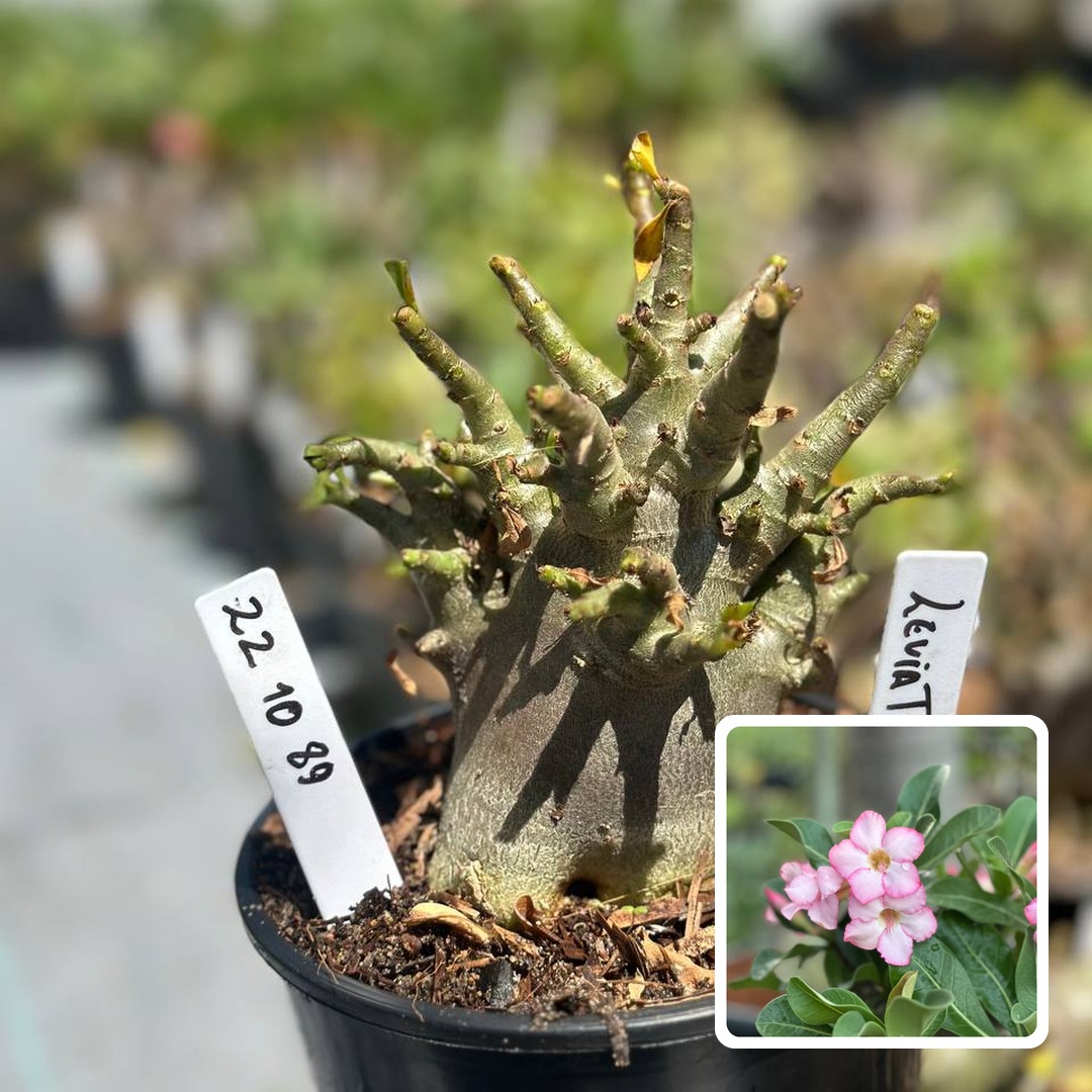 2210 66 Arabicum Leviatã F3