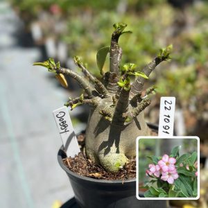 2210 68 Arabicum Dobby F3