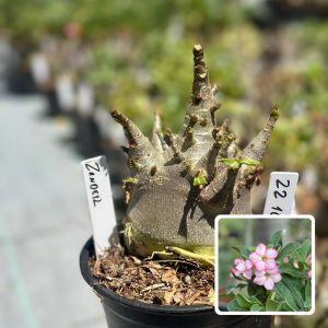 2210 69 Arabicum Zander F3