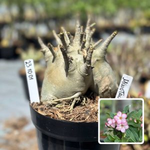 2310 01 Arabicum Vitrine Minotauro