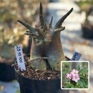 2310 100 Arabicum Vitrine Onyx