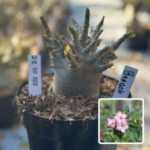2310 102 Arabicum Vitrine Bardok