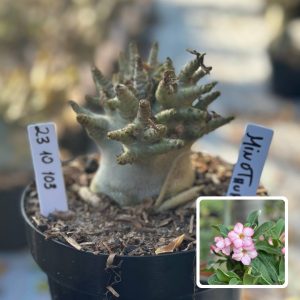 2310 103 Arabicum Vitrine Minotauro