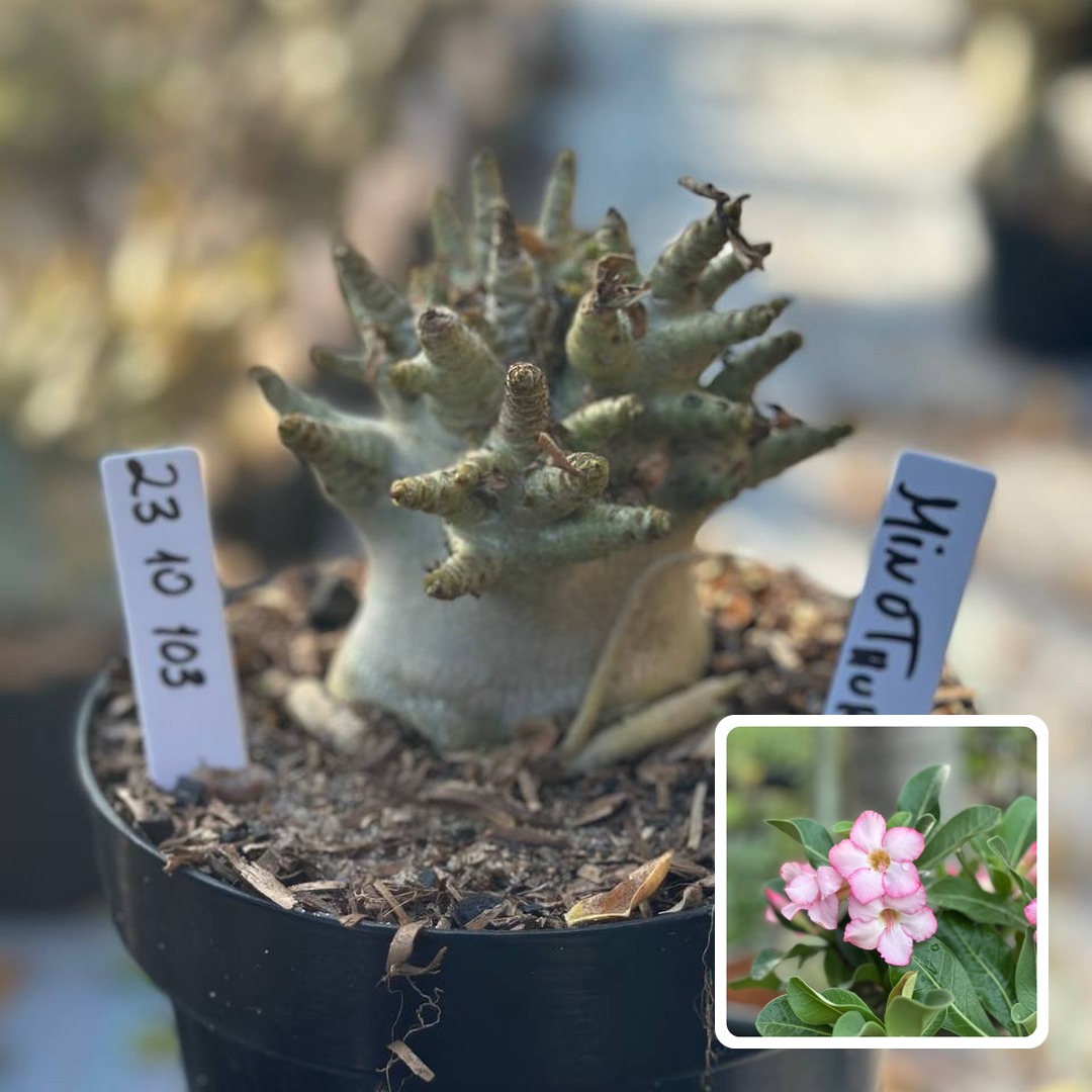 2310 103 Arabicum Vitrine Minotauro