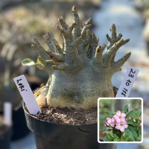 2310 118 Arabicum Vitrine Loki