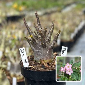 2310 123 Arabicum Vitrine Pbn Soco Black