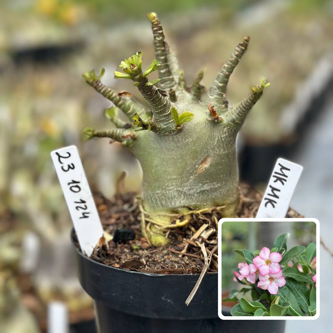 2310 124 Arabicum Vitrine MK Mk