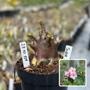 2310 125 Arabicum Vitrine Super Black